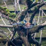 bird on a tree