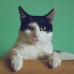 White and black cat