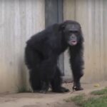 chimp in a zoo