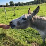 hand giving food to a donkey
