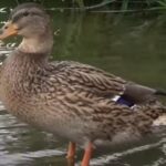 Duck standing near water