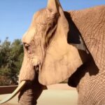 Elephant in a zoo