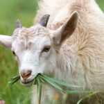Goat eating grass