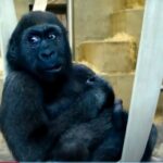 Gorilla in a zoo