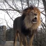 Lion in a zoo