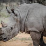 Rhinoceros in a zoo