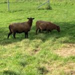 Sheeps eating grass