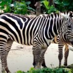 Zebra in a zoo