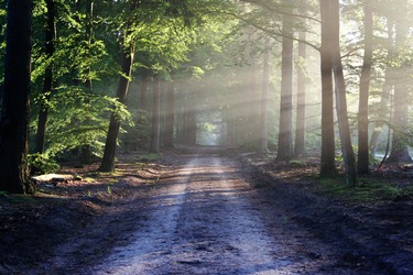 Audio Story 6 – The Magical Tree