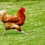 Chicken walking on grass