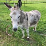 light-grey donkey