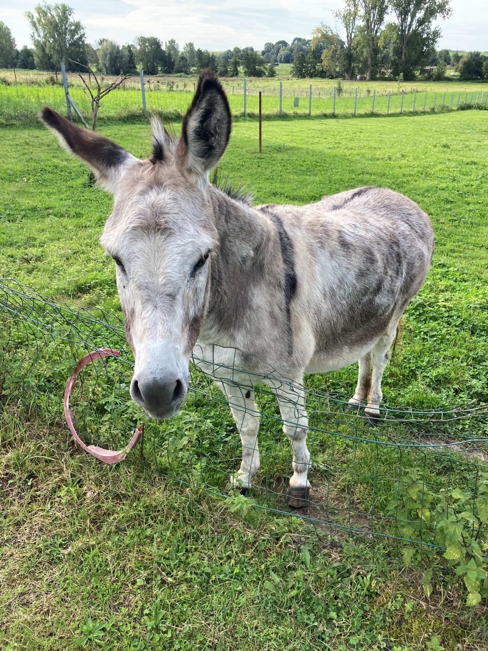 Audio Story 1 – Lily the Lonely Donkey