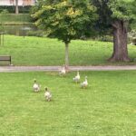 Geese walking on grass