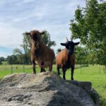 2 Goats standing on a rock