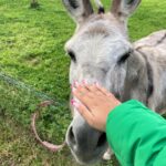 hand petting a donkey