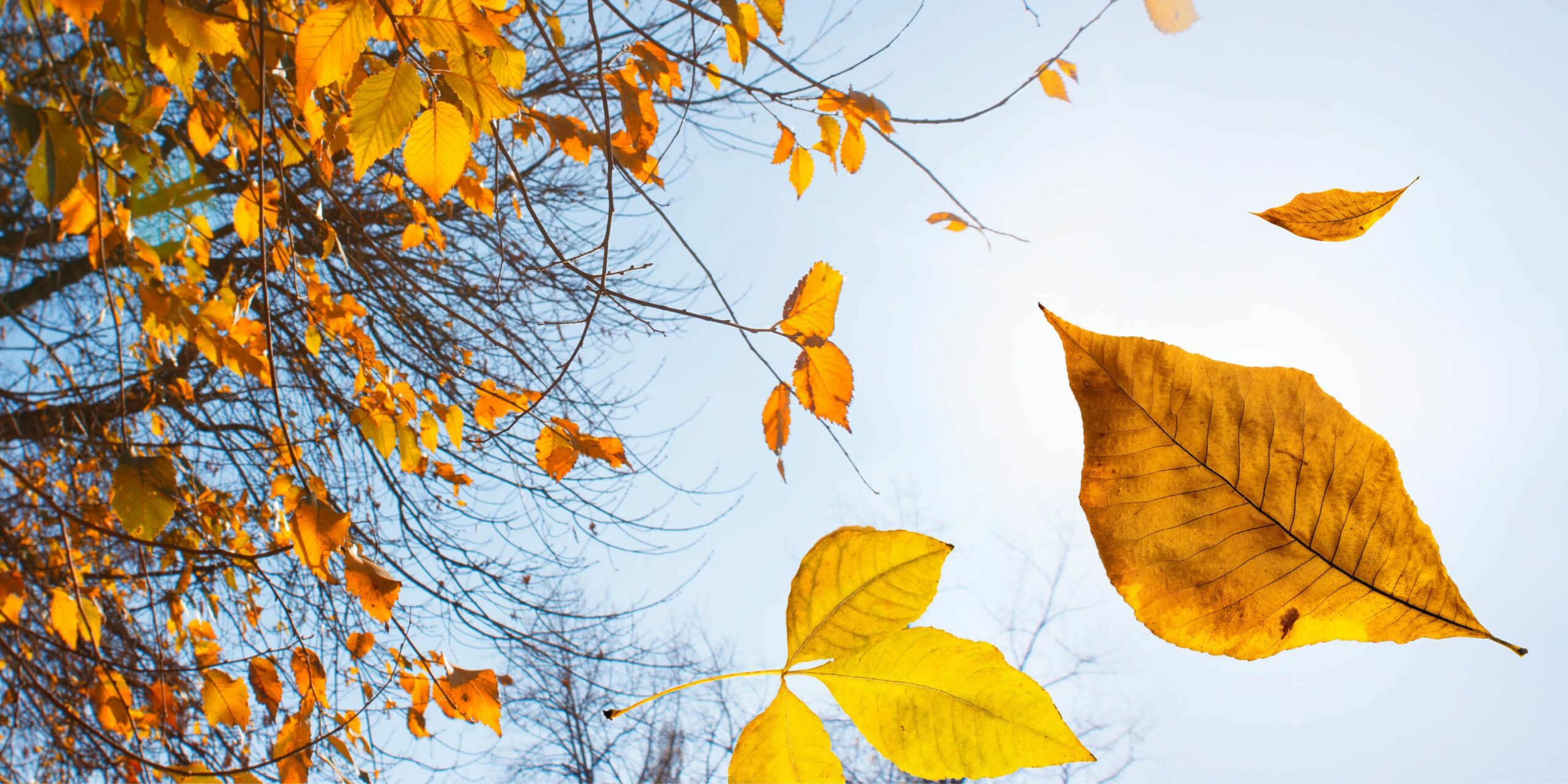 Audio Story 8 – How To Hunt Autumn Kites